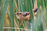 Wren-like Rushbird